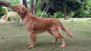 Golden rettriever male for sale