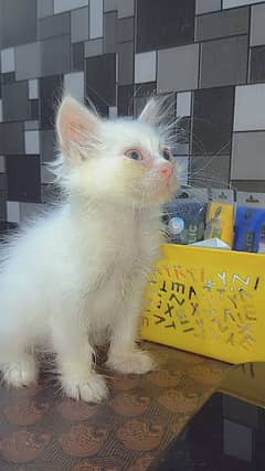 Persian triple coated male kitten