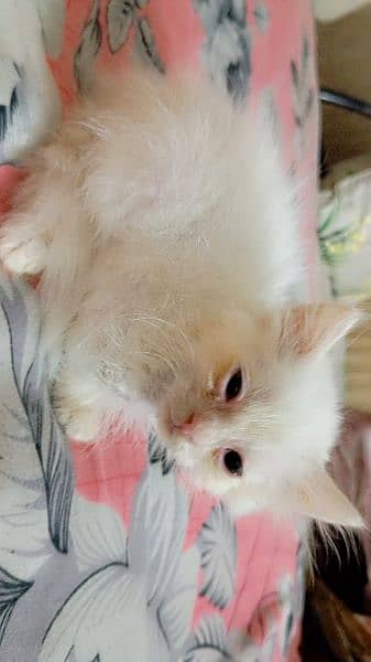 Persian triple coated male kitten 1