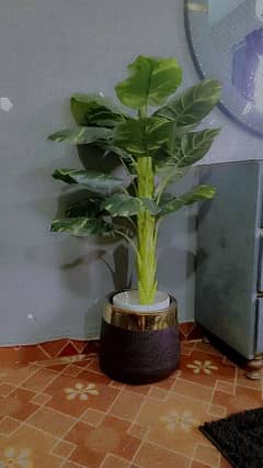 fiber pot and plant for sale