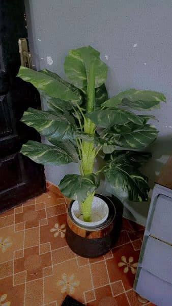 fiber pot and plant for sale 1