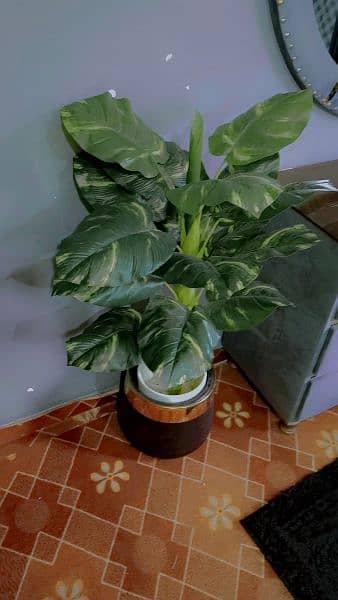 fiber pot and plant for sale 2