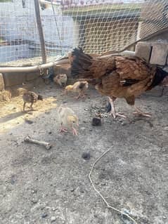 Mianwali and Jawa chicks for sale