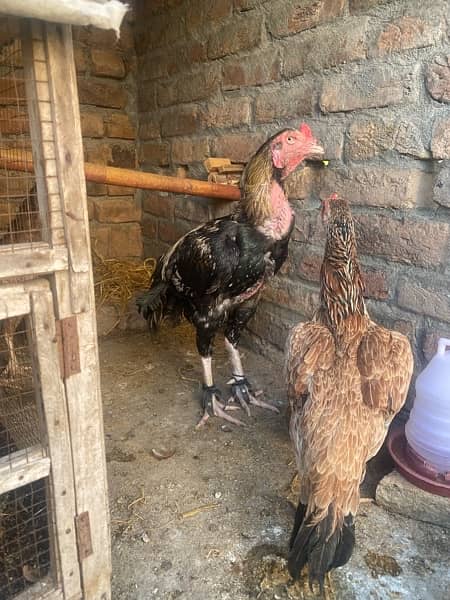 Mianwali and Jawa chicks for sale 2