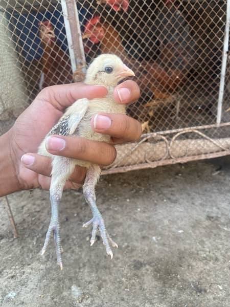 Mianwali and Jawa chicks for sale 3