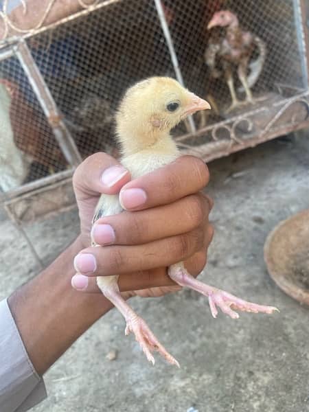 Mianwali and Jawa chicks for sale 4