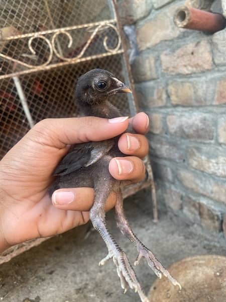 Mianwali and Jawa chicks for sale 5