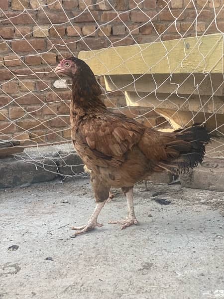 Mianwali and Jawa chicks for sale 6