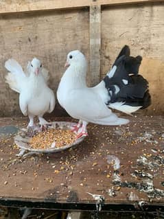 lakkay pigeons pair for sale 03334678494