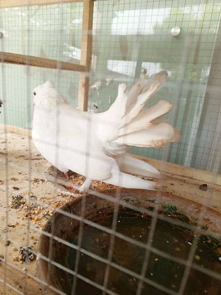 lakkay pigeons pair for sale 03334678494 1