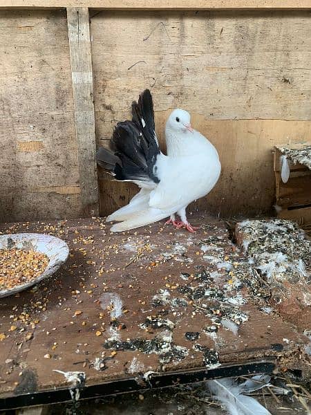 lakkay pigeons pair for sale 03334678494 2