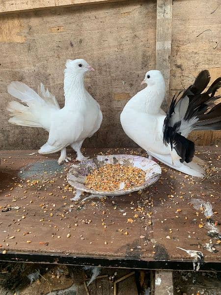 lakkay pigeons pair for sale 03334678494 3