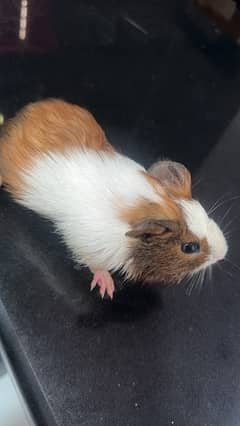 Guinea pig male