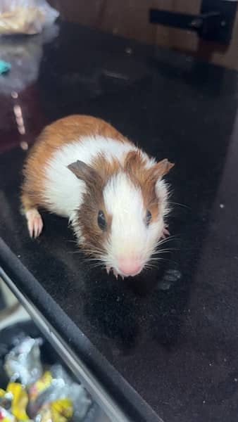 Guinea pig male 2