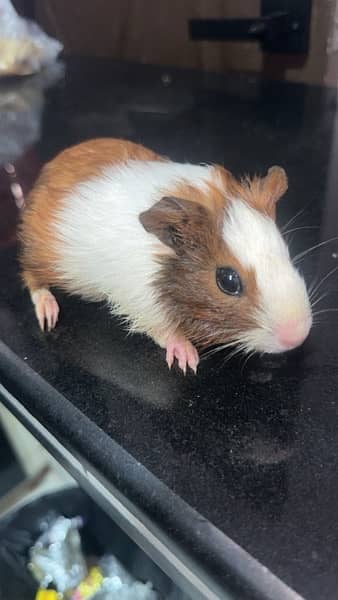 Guinea pig male 3