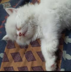 beautiful white Persian kitten 0