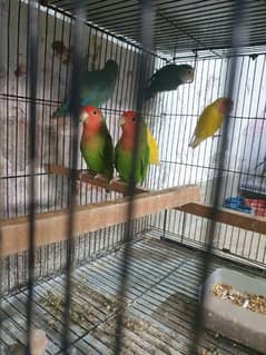 Love birds breeders pairs cages