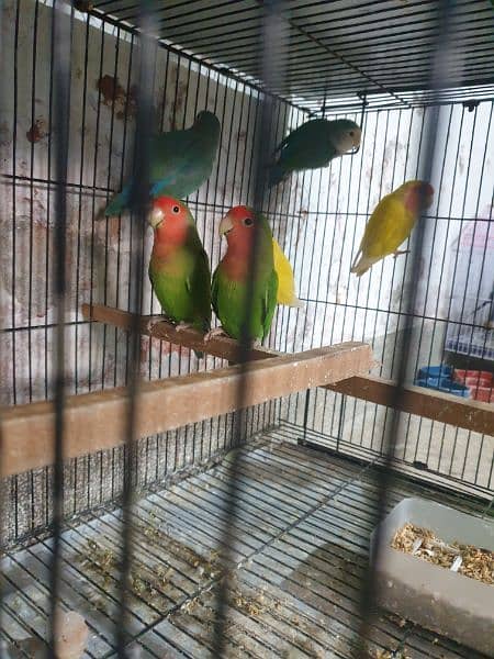 Love birds breeders pairs cages 0