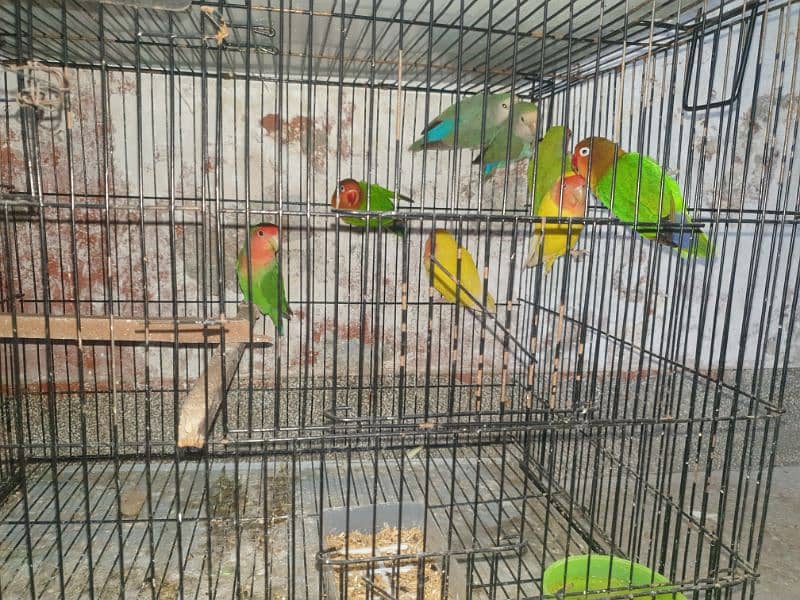 Love birds breeders pairs cages 1