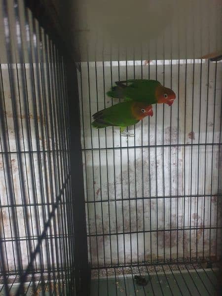 Love birds breeders pairs cages 2