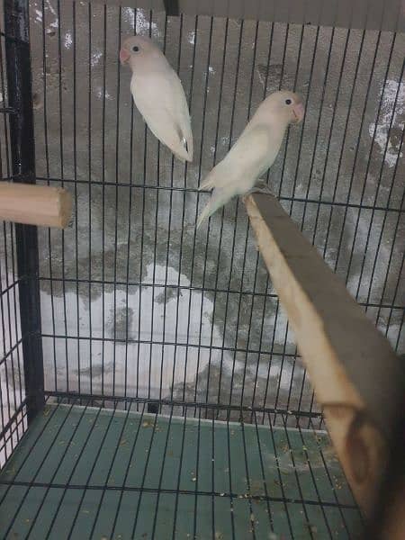 Love birds breeders pairs cages 4