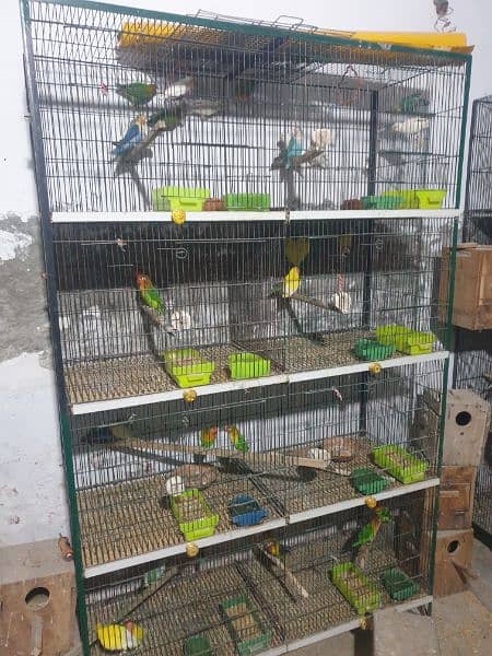 Love birds breeders pairs cages 6