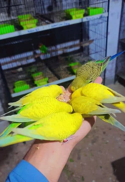 Love birds breeders pairs cages 9