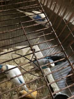 Breeder Budgie Parrot 3 Pair for Sale