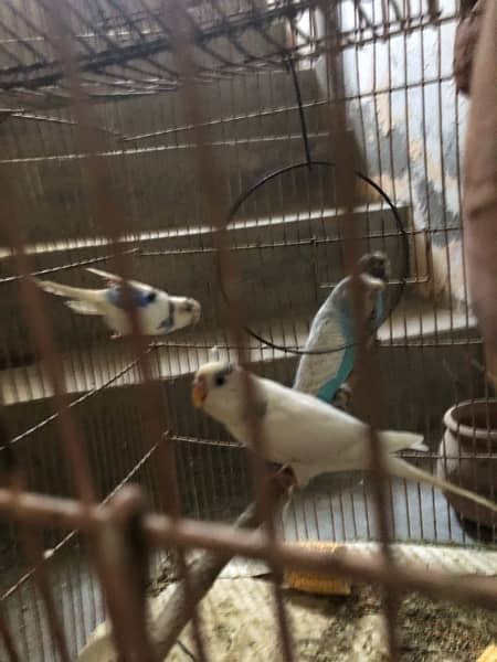 Breeder Budgie Parrot 3 Pair for Sale 1