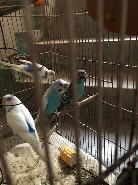 Breeder Budgie Parrot 3 Pair for Sale 2