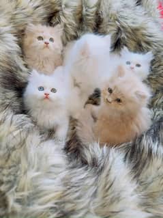 high quality kitten|Punch face Kittens|persian cat|cute|tripple|fluffy 0