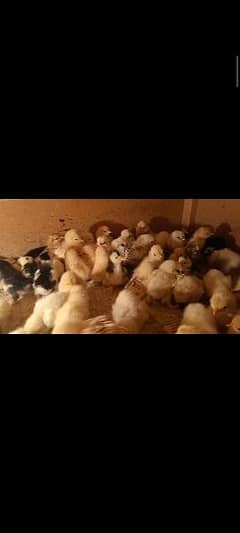 Porcelain Cochin Bantam chicks available fancy Male silki