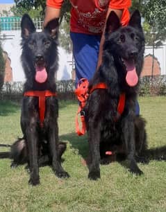 Black German Shepherd long cottid pair 13 month for sale