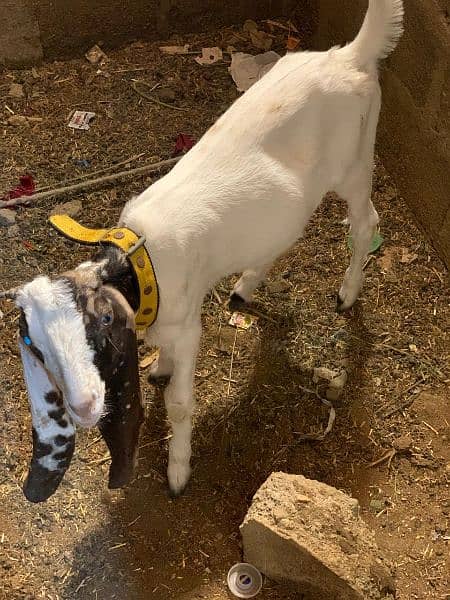 Urgent sale kamori bakra or bakri 0