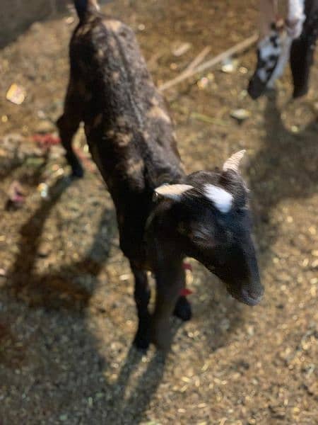 Urgent sale kamori bakra or bakri 3