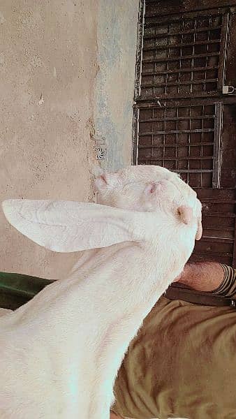 fhool gulabi rajanpuri dudh wali bakri aur fresh cross 3