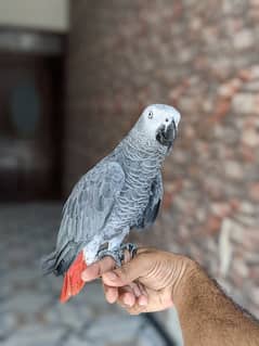 grey parrot hand tame