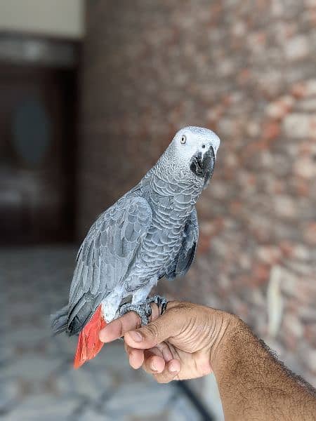 grey parrot hand tame 0