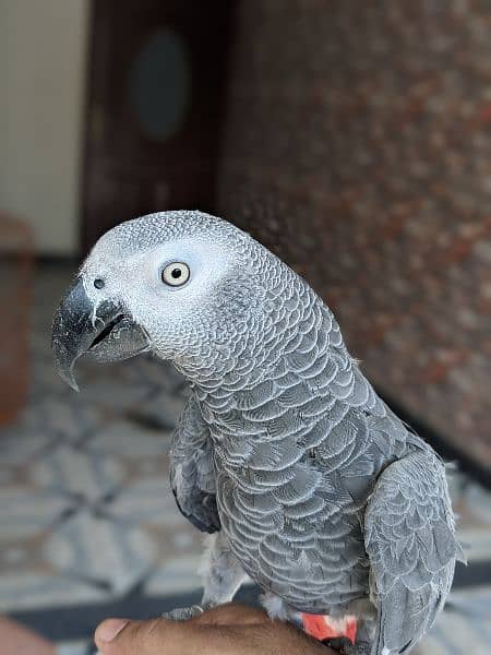 grey parrot hand tame 1