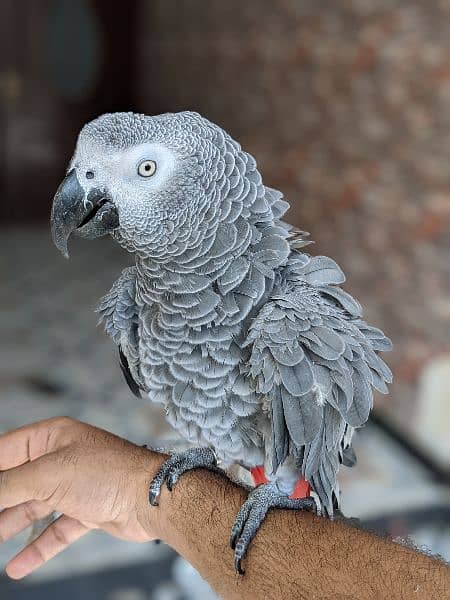 grey parrot hand tame 2