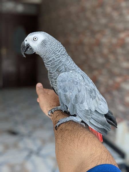 grey parrot hand tame 3