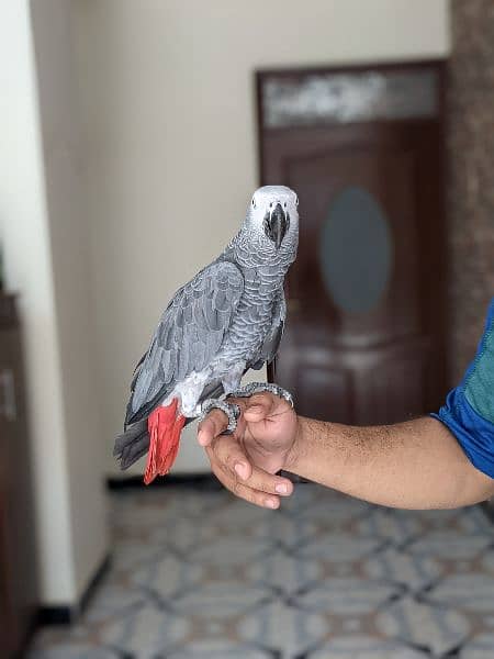 grey parrot hand tame 4