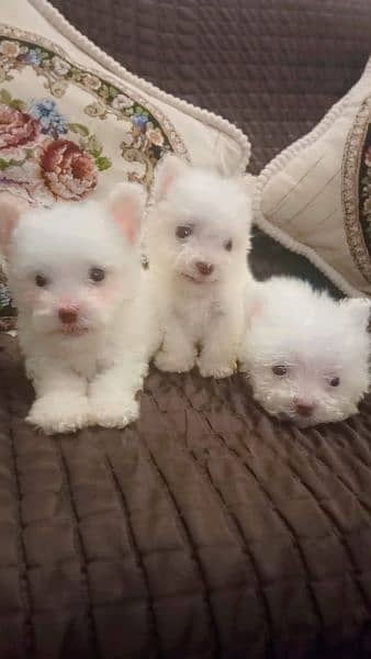 Poodle Puppies / White Poodle Puppies / Puppies for Sale 1