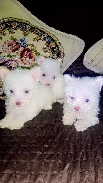 Poodle Puppies / White Poodle Puppies / Puppies for Sale 3