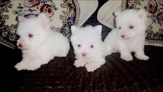 Poodle Puppies / White Poodle Puppies / Puppies for Sale