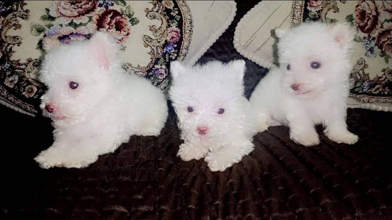 Poodle Puppies / White Poodle Puppies / Puppies for Sale 0