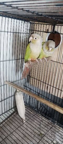 pineapple conure breeder pair