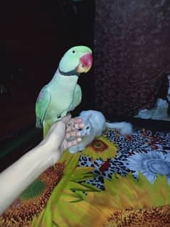 Raw parrots for urgent sale