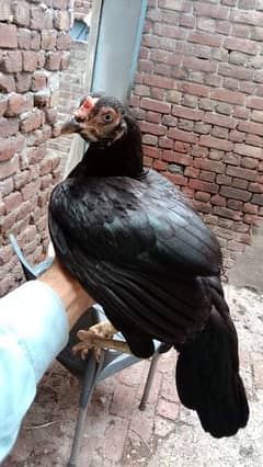 Aseel Mushki Black Female For sale