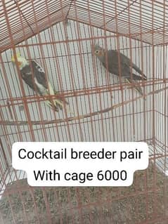 selling birds and murghay 0